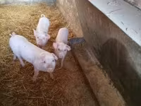 Säue, Schweine — Foto 4