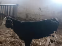 母牛, Simmental cattle — 照片 2
