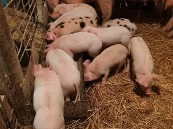 Pigs (batch, sex not specified), Pigs