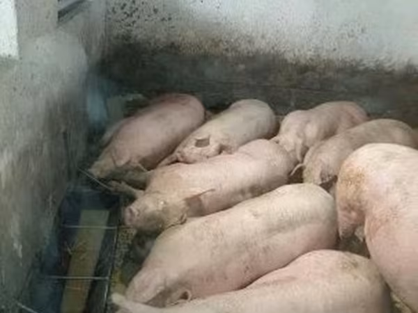 Disznók (tétel, nem megadva), Sertések