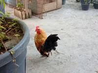 سيراما — الصورة 1