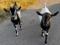 Cabra, Cabras — foto 2