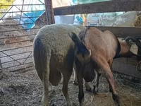 Kos, Lacaune sheep — 2. fotó
