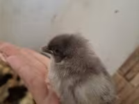 Chickens — zdjęcie 6