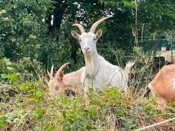 Nőstény kecske, Saanen goat