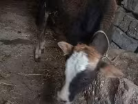 Bull, Cattle — photo 5
