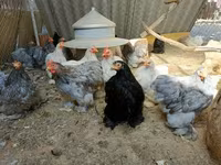 Pekin Bantam — 3. fotó