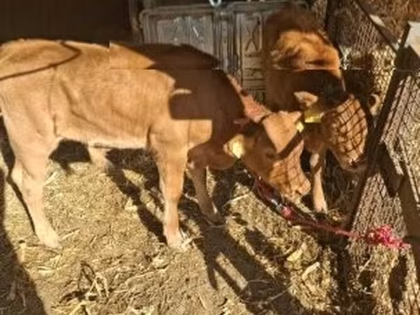 सांड, लिमोज़िन गाय — हंगरी