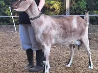 Ziege, Nubian Goat — Foto 3