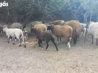 Oveja, Ovejas — foto 1