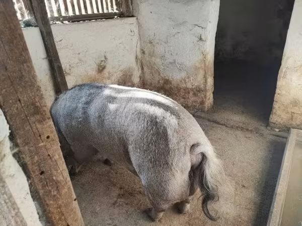 母猪, 