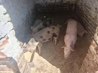 公猪, Pigs — 照片 3
