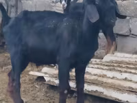 Bak, Anatolian Black goats — 3. fotó