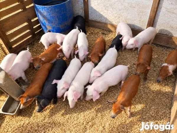 Pigs (batch, sex not specified), Pigs — Hungary