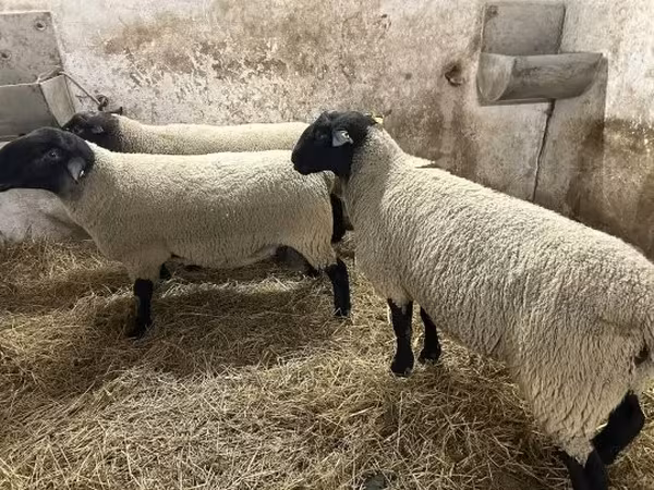 كبش, White Suffolk sheep
