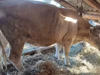 母牛, Simmental cattle — 照片 2