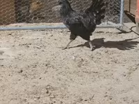 Ayam Cemani — foto 6