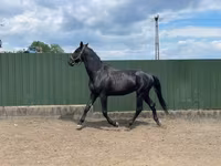 Caballo, Nonius horse — foto 2