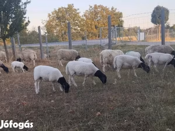 Juh, Dorper sheep