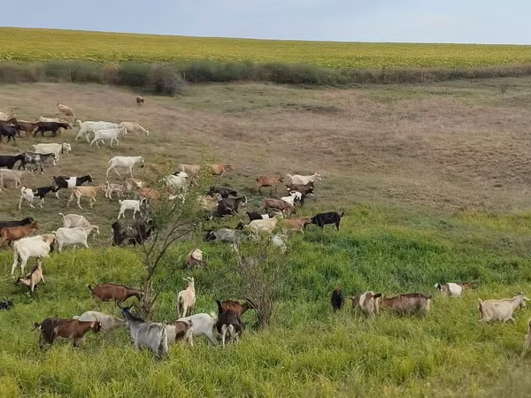 Goat, Goats