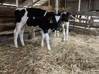 सांड, Russian Black pied cattle — फ़ोटो 2