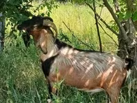 公山羊, Nubian Goat — 照片 3