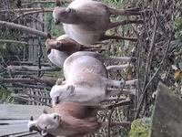 Kos, Katum sheep — 3. fotó