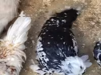 Chickens — फ़ोटो 2