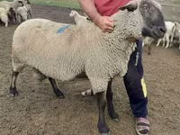 Beran, Hampshire sheep — foto 3