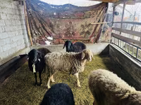 Juh, Arashan sheep — 2. fotó