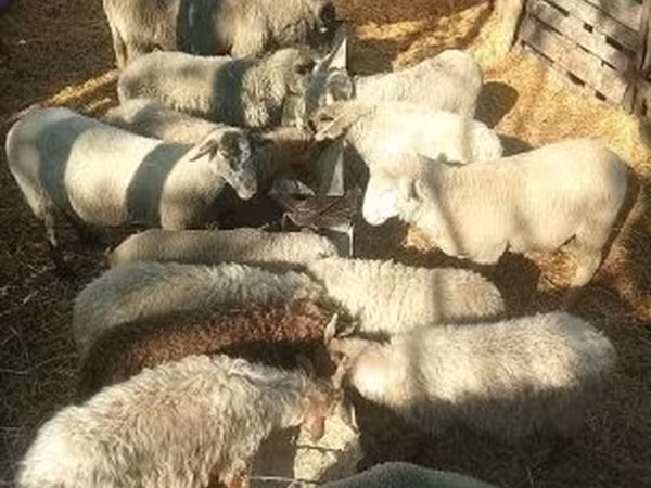 Kos, Merino sheep — Magyarország