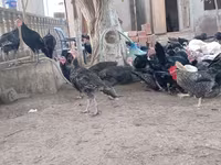 أمريكان باف — الصورة 1