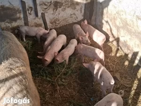 母猪, Pigs — 匈牙利