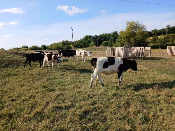Byk, Russian Black pied cattle