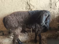 Kos, Hissar sheep — 5. fotó