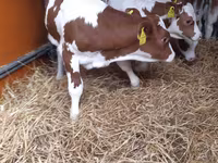 Toro, Pinzgauer cattle — foto 3