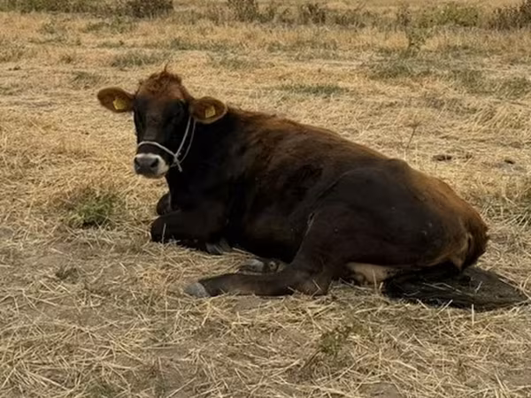 Vaca, Swiss cattle