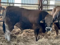 Bika, Partenaise cattle — 2. fotó