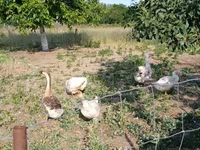 Geese — 照片 1
