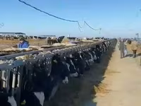 Krava, Swiss cattle — foto 1