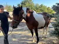 فرس, Pinto horses — الصورة 4