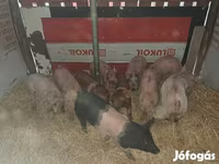 Eber, Schweine — Foto 1