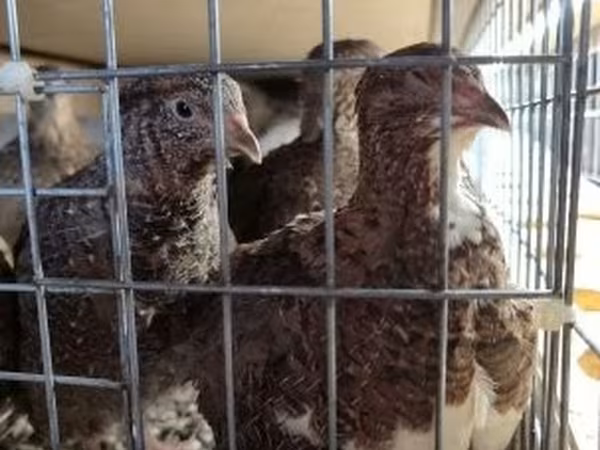 Quails