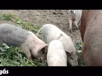 Pigs (batch, sex not specified), Pigs — photo 2