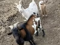 山羊（批次，未指定性别）, Goats — 照片 4
