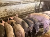 猪（批次，未指定性别）, Pigs — 照片 8
