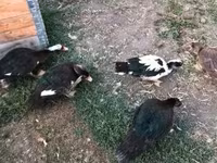Ducks — 照片 2