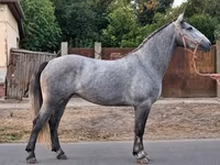 Mare, Appaloosa — photo 3