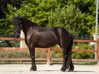 母马, Friesian — 照片 4