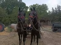 Mare, Akhal-Teke — photo 1